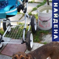 Подробнее об объявлении «Найдена собака Волоколамск» Фото: найдена собака  «Найдена собака Волоколамск» в г. Волоколамск