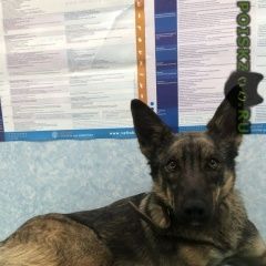 Подробнее об объявлении «Мытищи Найдена собака нашли собаку, в районе деревни жостово» Фото: найдена собака  «Мытищи Найдена собака нашли собаку, в районе...» в г. Мытищи