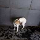 Подробнее об объявлении «Найдена собака кобель с ошейником Нижний Новгород» Фото: найдена собака  «Найдена собака кобель с ошейником Нижний Новгород» в г. Нижний Новгород