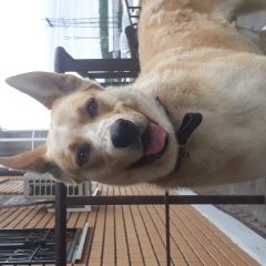 Подробнее об объявлении «Найдена собака хозяева отзовитесь Москва» Фото: найдена собака  «Найдена собака хозяева отзовитесь Москва» в г. Москва