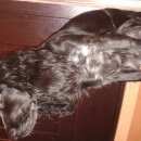 Подробнее об объявлении «Найдена собака Нижний Новгород» Фото: найдена собака  «Найдена собака Нижний Новгород» в г. Нижний Новгород