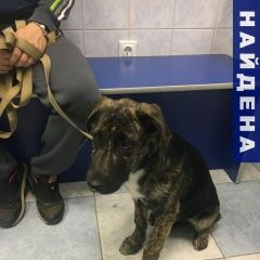Подробнее об объявлении «Санкт-Петербург Найдена собака кобель» Фото: найдена собака  «Санкт-Петербург Найдена собака кобель» в г. Санкт-Петербург