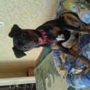 Подробнее об объявлении «Воронеж Найдена собака помогите найти хозяина» Фото: найдена собака Карликовый пинчер «Воронеж Найдена собака помогите найти хозяина» в г. Воронеж