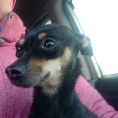 Подробнее об объявлении «Ангарск Найдена собака нашли собачку» Фото: найдена собака  «Ангарск Найдена собака нашли собачку» в г. Ангарск