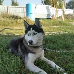 Подробнее об объявлении «Краснодар Найдена собака кобель хаски кобель» Фото: найдена собака  «Краснодар Найдена собака кобель хаски кобель» в г. Краснодар
