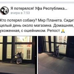 Подробнее об объявлении «Найдена собака кобель Уфа» Фото: найдена собака Сибирская хаски «Найдена собака кобель Уфа» в г. Уфа