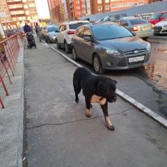 Подробнее об объявлении «Оренбург Найдена собака» Фото: найдена собака  «Оренбург Найдена собака» в г. Оренбург