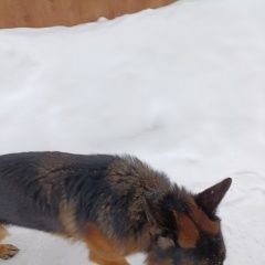 ����: ������� ������  �������� ������ �����������, ��� �������?...� � �. ����������