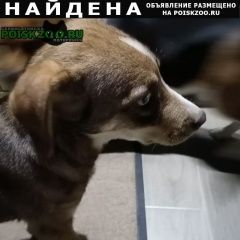Подробнее об объявлении «Анапа Найдена собака может кто-то ищет» Фото: найдена собака  «Анапа Найдена собака может кто-то ищет» в г. Анапа