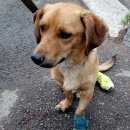 Подробнее об объявлении «Красноярск Найдена собака кобель» Фото: найдена собака  «Красноярск Найдена собака кобель» в г. Красноярск