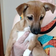 Подробнее об объявлении «Найдена собака щенок Москва» Фото: найдена собака  «Найдена собака щенок Москва» в г. Москва