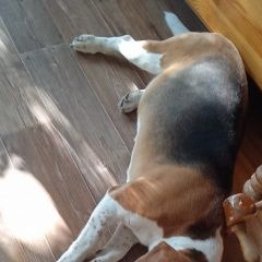 Подробнее об объявлении «Найдена собака Москва» Фото: найдена собака Бигль «Найдена собака Москва» в г. Москва