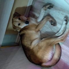 Подробнее об объявлении «Великие Луки Найдена собака кобель» Фото: найдена собака  «Великие Луки Найдена собака кобель» в г. Великие Луки