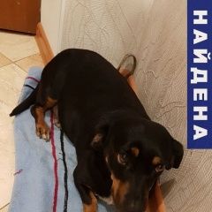 Подробнее об объявлении «Найдена собака породы такса Новороссийск» Фото: найдена собака Такса «Найдена собака породы такса Новороссийск» в г. Новороссийск