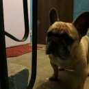 Подробнее об объявлении «Найдена собака кобель Нижний Новгород» Фото: найдена собака Французский бульдог «Найдена собака кобель Нижний Новгород» в г. Нижний Новгород