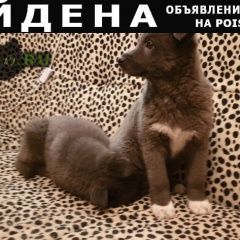 Подробнее об объявлении «Екатеринбург Найдена собака кобель щенок 2.5 месяца» Фото: найдена собака  «Екатеринбург Найдена собака кобель щенок 2.5...» в г. Екатеринбург