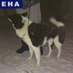 Подробнее об объявлении «Найдена собака Сергиев Посад» Фото: найдена собака  «Найдена собака Сергиев Посад» в г. Сергиев Посад
