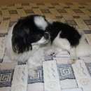 Подробнее об объявлении «Туапсе Найдена собака японский хин девочка» Фото: найдена собака Японский хин «Туапсе Найдена собака японский хин девочка» в г. Туапсе