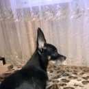 Подробнее об объявлении «Липецк Найдена собака кобель мальчик той терьер» Фото: найдена собака Той-терьер «Липецк Найдена собака кобель мальчик той терьер» в г. Липецк