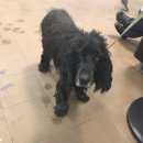 Подробнее об объявлении «Найдена собака кобель спаниель черный. Химки» Фото: найдена собака Русский охотничий спаниель «Найдена собака кобель спаниель черный. Химки» в г. Химки