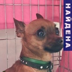 Подробнее об объявлении «Воронеж Найдена собака кобель» Фото: найдена собака Той-терьер «Воронеж Найдена собака кобель» в г. Воронеж