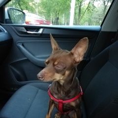 Подробнее об объявлении «Найдена собака кобель у меня живет злой кот) Москва» Фото: найдена собака  «Найдена собака кобель у меня живет злой кот)...» в г. Москва