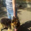 Подробнее об объявлении «Найдена собака кобель Ангарск» Фото: найдена собака Немецкая овчарка «Найдена собака кобель Ангарск» в г. Ангарск