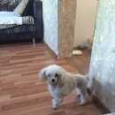 Подробнее об объявлении «Найдена собака девочка пудель. Нижний Новгород» Фото: найдена собака Пудель «Найдена собака девочка пудель. Нижний Новгород» в г. Нижний Новгород