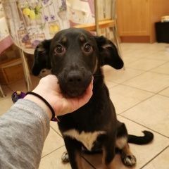 Подробнее об объявлении «Найдена собака Москва» Фото: найдена собака  «Найдена собака Москва» в г. Москва