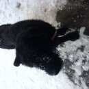 Подробнее об объявлении «Найдена собака Электросталь» Фото: найдена собака  «Найдена собака Электросталь» в г. Электросталь