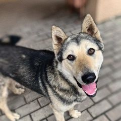 Подробнее об объявлении «Найдена собака кобель нашел собаку в районе клязьма-старбеево Химки» Фото: найдена собака  «Найдена собака кобель нашел собаку в районе...» в г. Химки