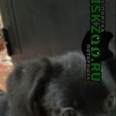 Подробнее об объявлении «Найдена собака щенок московский район Нижний Новгород» Фото: найдена собака  «Найдена собака щенок московский район Нижний...» в г. Нижний Новгород