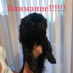 Подробнее об объявлении «Краснодар Найдена собака» Фото: найдена собака Пекинес «Краснодар Найдена собака» в г. Краснодар