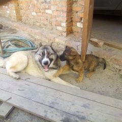 Подробнее об объявлении «Краснодар Найдена собака кобель» Фото: найдена собака Сибирская хаски «Краснодар Найдена собака кобель» в г. Краснодар