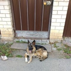 Подробнее об объявлении «Найдена собака кобель хозяева, откликнитесь, пожалуйста Ставрополь» Фото: найдена собака  «Найдена собака кобель хозяева, откликнитесь,...» в г. Ставрополь