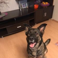 Подробнее об объявлении «Найдена собака кобель Реутов» Фото: найдена собака  «Найдена собака кобель Реутов» в г. Реутов