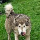 Подробнее об объявлении «Найдена собака кобель Химки» Фото: найдена собака Сибирская хаски «Найдена собака кобель Химки» в г. Химки