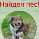 Подробнее об объявлении «Найдена собака кобель пес Москва» Фото: найдена собака  «Найдена собака кобель пес Москва» в г. Москва
