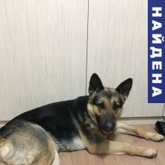 Подробнее об объявлении «Найдена собака немецкая овчарка Долгопрудный» Фото: найдена собака Немецкая овчарка «Найдена собака немецкая овчарка Долгопрудный» в г. Долгопрудный