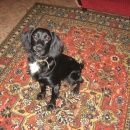 Подробнее об объявлении «Нижний Новгород Найдена собака» Фото: найдена собака  «Нижний Новгород Найдена собака» в г. Нижний Новгород