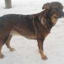 Подробнее об объявлении «Найдена собака дворняжка Нижний Новгород» Фото: найдена собака  «Найдена собака дворняжка Нижний Новгород» в г. Нижний Новгород