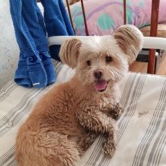 Подробнее об объявлении «Найдена собака Нижний Новгород» Фото: найдена собака  «Найдена собака Нижний Новгород» в г. Нижний Новгород