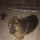 Подробнее об объявлении «Воронеж Найдена собака немецкая овчарка» Фото: найдена собака Немецкая овчарка «Воронеж Найдена собака немецкая овчарка» в г. Воронеж