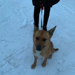 Подробнее об объявлении «Найдена собака Троицк» Фото: найдена собака  «Найдена собака Троицк» в г. Троицк