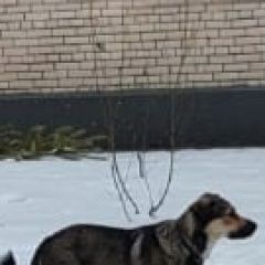 Подробнее об объявлении «Санкт-Петербург Найдена собака кобель» Фото: найдена собака  «Санкт-Петербург Найдена собака кобель» в г. Санкт-Петербург