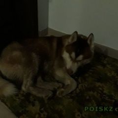 Подробнее об объявлении «Тольятти Найдена собака большая бело-рыжая» Фото: найдена собака  «Тольятти Найдена собака большая бело-рыжая» в г. Тольятти