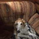 Подробнее об объявлении «Воронеж Найдена собака русская псовая борзая» Фото: найдена собака Русская псовая борзая «Воронеж Найдена собака русская псовая борзая» в г. Воронеж