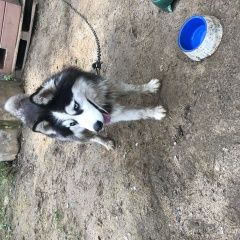 Подробнее об объявлении «Найдена собака Конаково» Фото: найдена собака  «Найдена собака Конаково» в г. Конаково