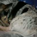 Подробнее об объявлении «Екатеринбург Найдена собака кобель» Фото: найдена собака  «Екатеринбург Найдена собака кобель» в г. Екатеринбург