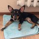 Подробнее об объявлении «Найдена собака Тюмень» Фото: найдена собака  «Найдена собака Тюмень» в г. Тюмень